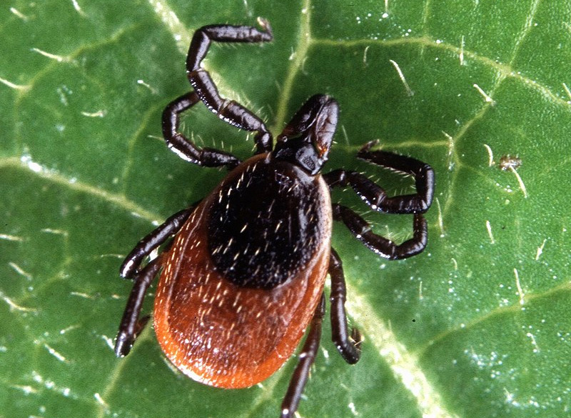 An Image of a Tick