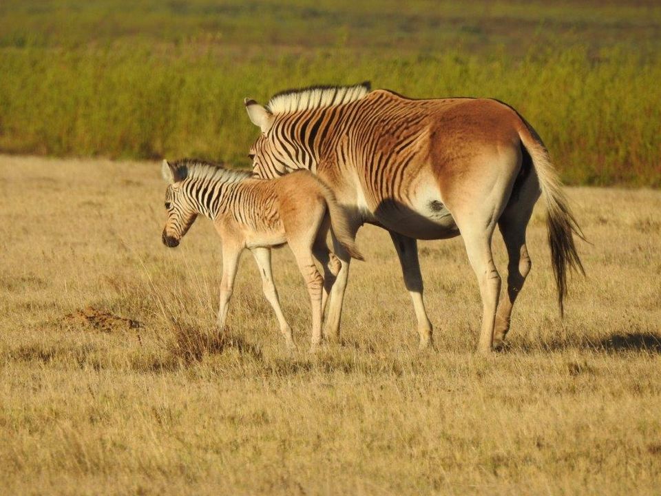 Zebra- Quaggas