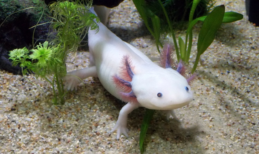 Discover Animalia: The Axolotl