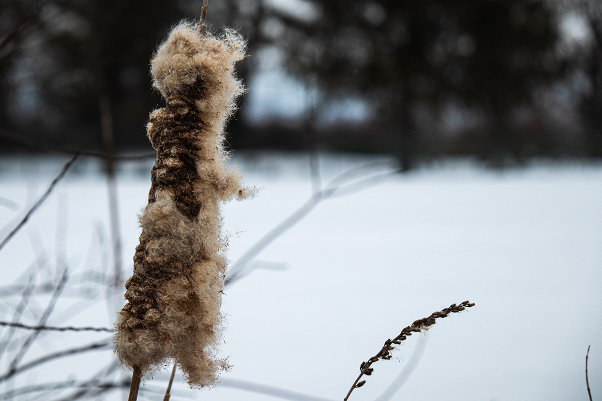 Windblown Cattail at Wiles Park in Fort Plain NY.