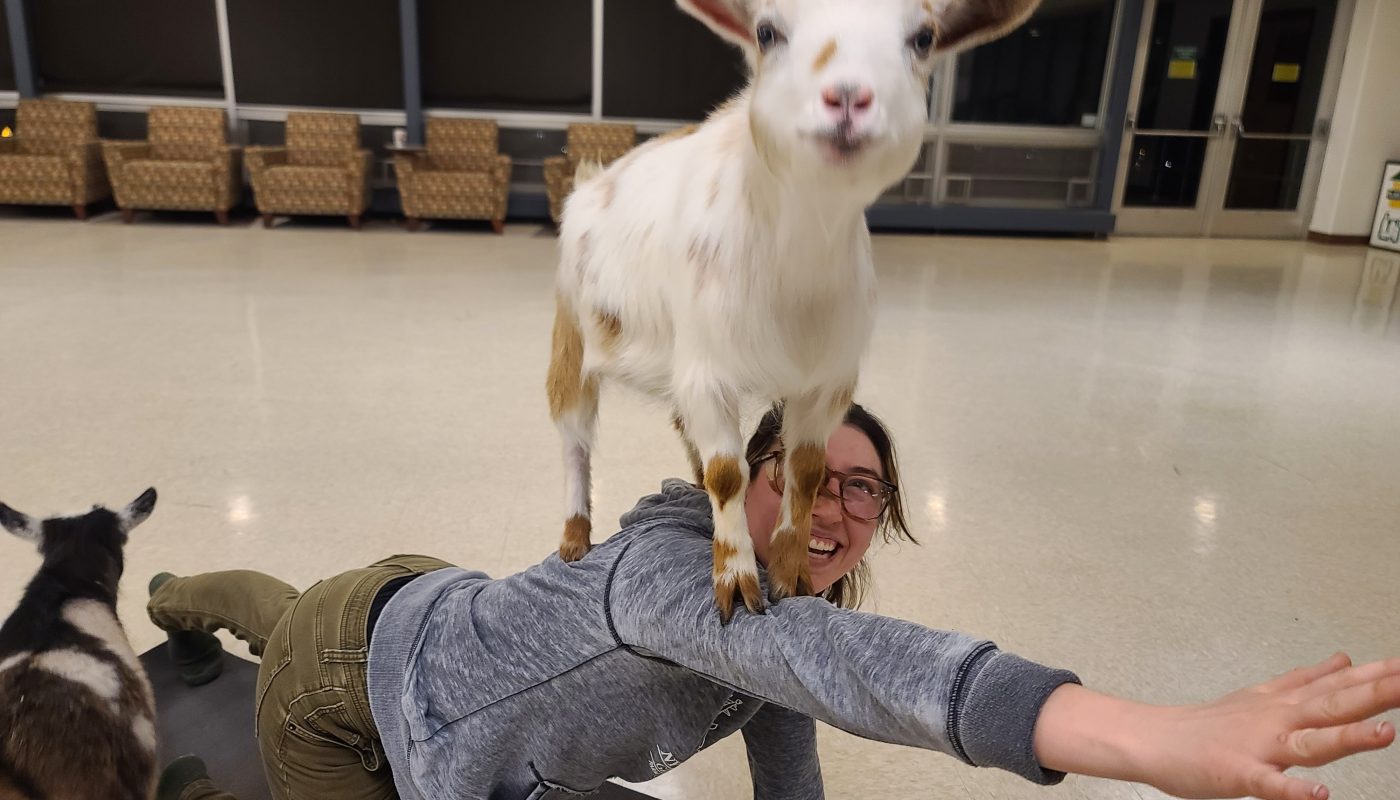 A person participates in goat yoga