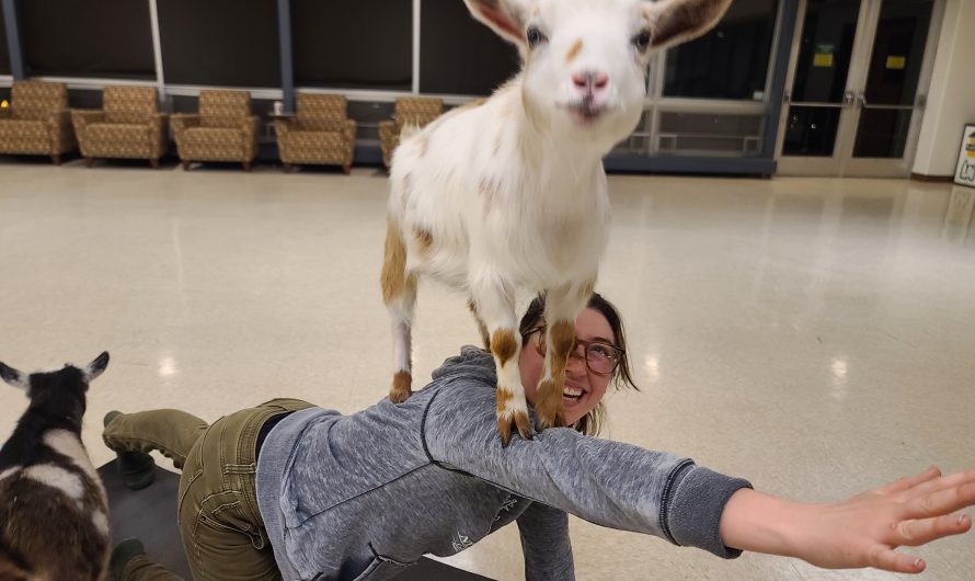 Goat Yoga Brings Mindfulness and Fun to Herkimer Students
