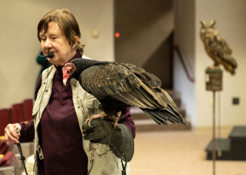 Cindy Page shows off a Turkey Vulture during her presentation on Monday. Photo credit: Scott Kinville.