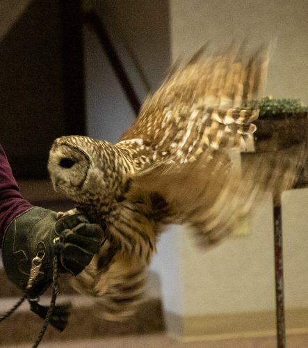 A Barn Owl attempts to take flight. Photo credit: Scott Kinville.